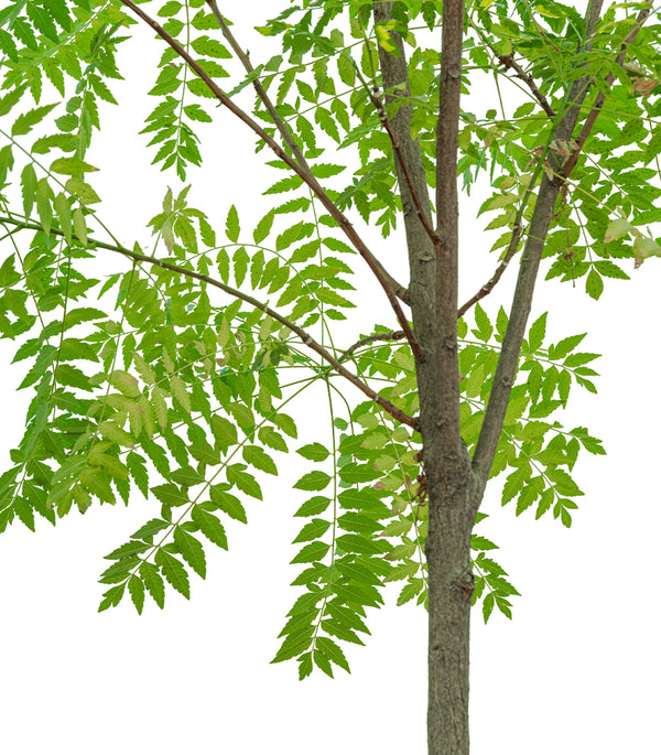 Neem 1.5 Dia width - 50 cms pots -  3 mtrs height