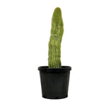 Neobuxbaumia polylopha  25 cms pots - 50 cms height