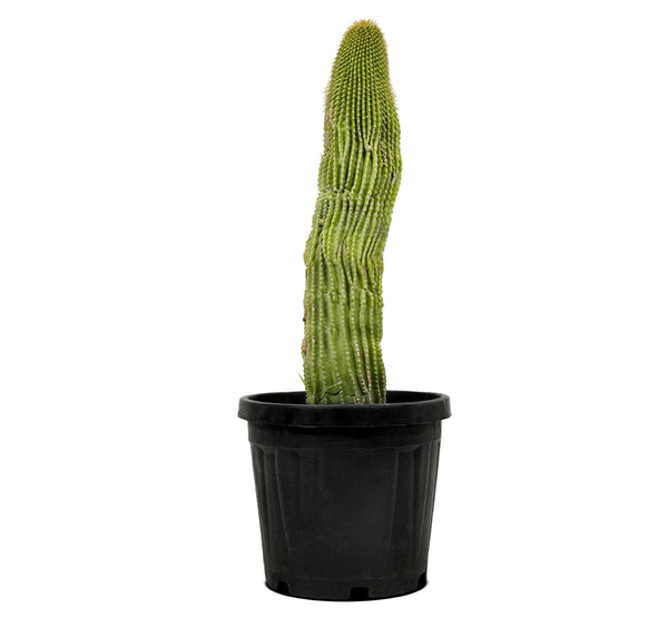 Neobuxbaumia polylopha  25 cms pots - 50 cms height
