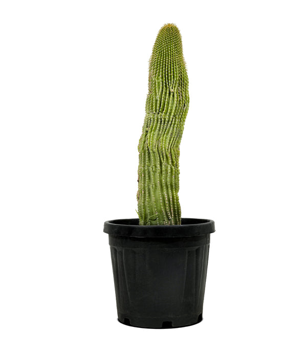 Neobuxbaumia polylopha  25 cms pots - 50 cms height