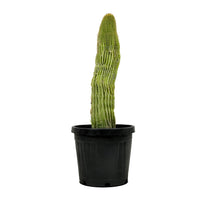Neobuxbaumia polylopha  25 cms pots - 50 cms height