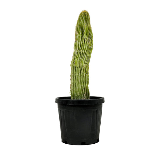 Neobuxbaumia polylopha  25 cms pots - 50 cms height
