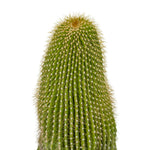 Neobuxbaumia polylopha  25 cms pots - 50 cms height