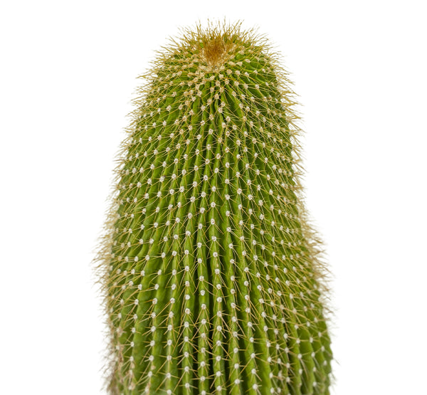 Neobuxbaumia polylopha  25 cms pots - 50 cms height