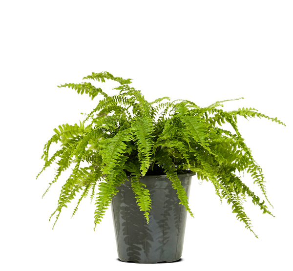 Nephrolepsis exal green moment  50 Dia  width - 30 cms height