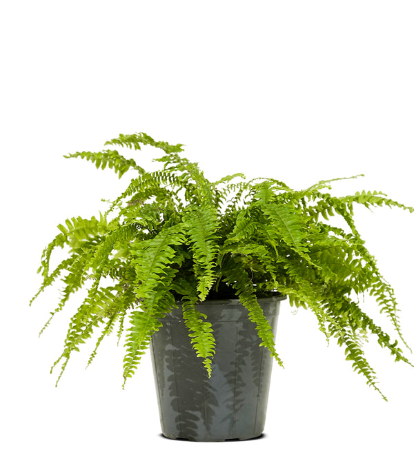 Nephrolepsis exal green moment  50 Dia  width - 30 cms height