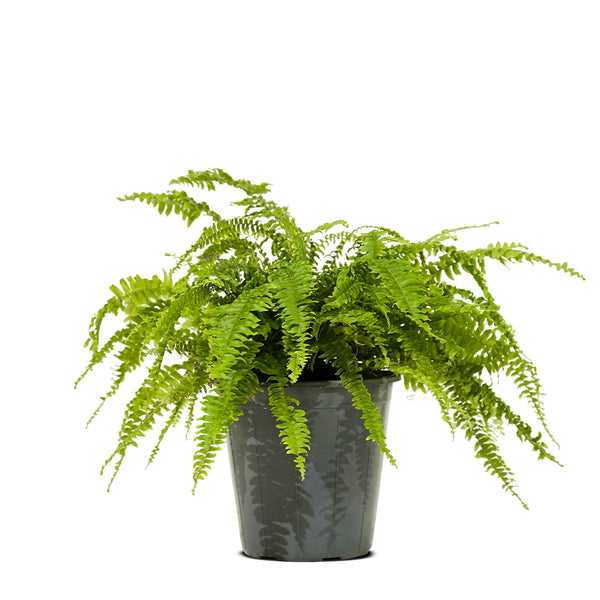 Nephrolepsis exal green moment  50 Dia  width - 30 cms height