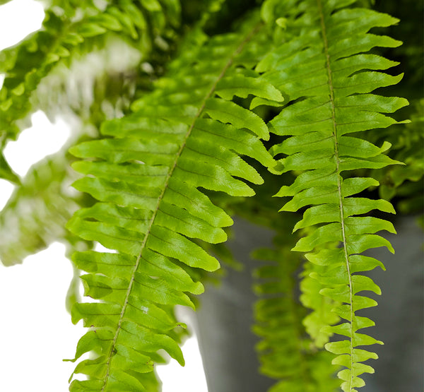 Nephrolepsis exal green moment  50 Dia  width - 30 cms height