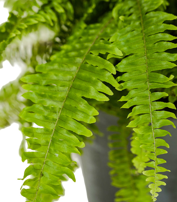 Nephrolepsis exal green moment  50 Dia  width - 30 cms height