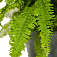 Nephrolepsis exal green moment  50 Dia  width - 30 cms height