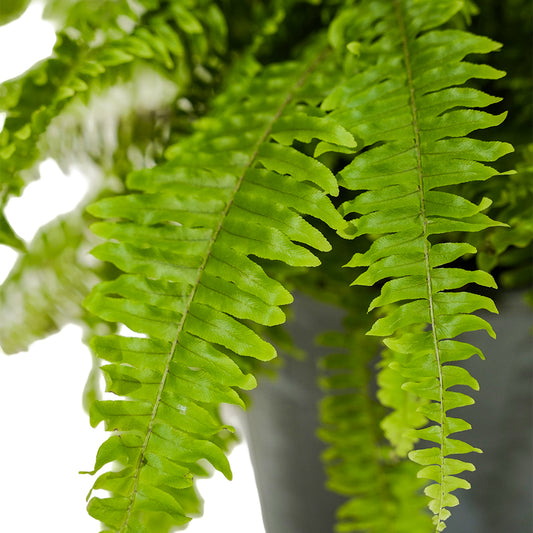 Nephrolepsis exal green moment  50 Dia  width - 30 cms height
