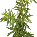 nerium oleander