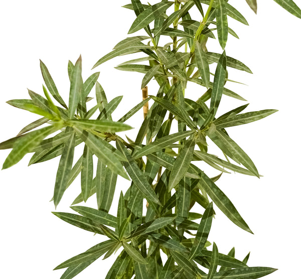 nerium oleander