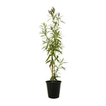nerium oleander