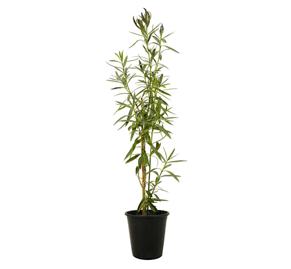 nerium oleander