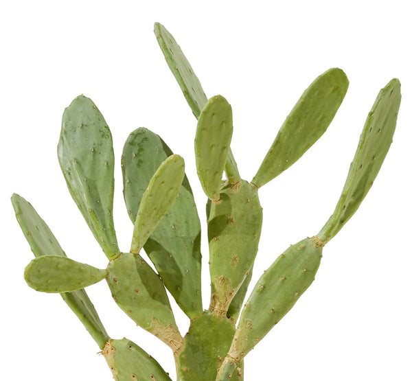 Opuntia