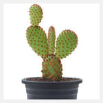 opuntia gold