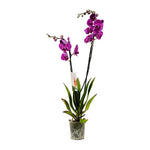 Orchid - Fuchsia 12 cms pots - 40 cms height