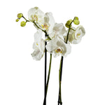 Orchid - Fuchsia 12 cms pots - 40 cms height