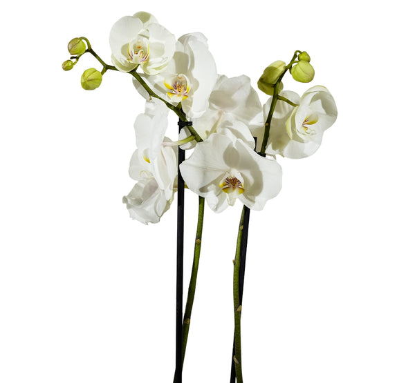 Orchid - Fuchsia 12 cms pots - 40 cms height