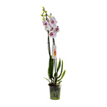 Orchid - Fuchsia 12 cms pots - 40 cms height