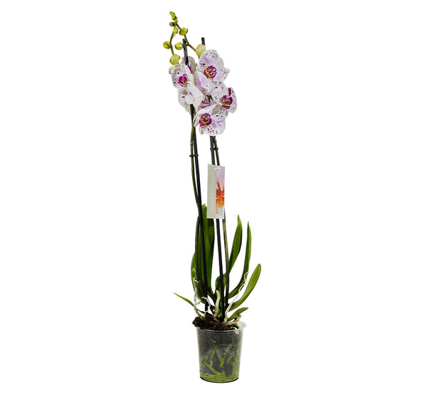 Orchid - Fuchsia 12 cms pots - 40 cms height