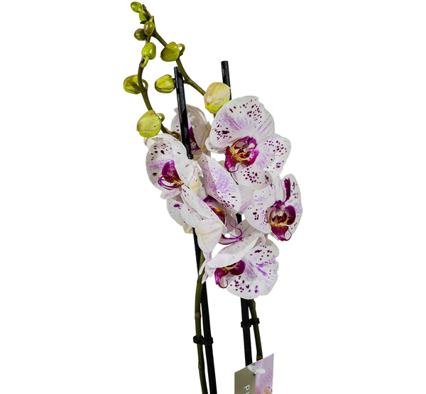 Orchid - Fuchsia 12 cms pots - 40 cms height