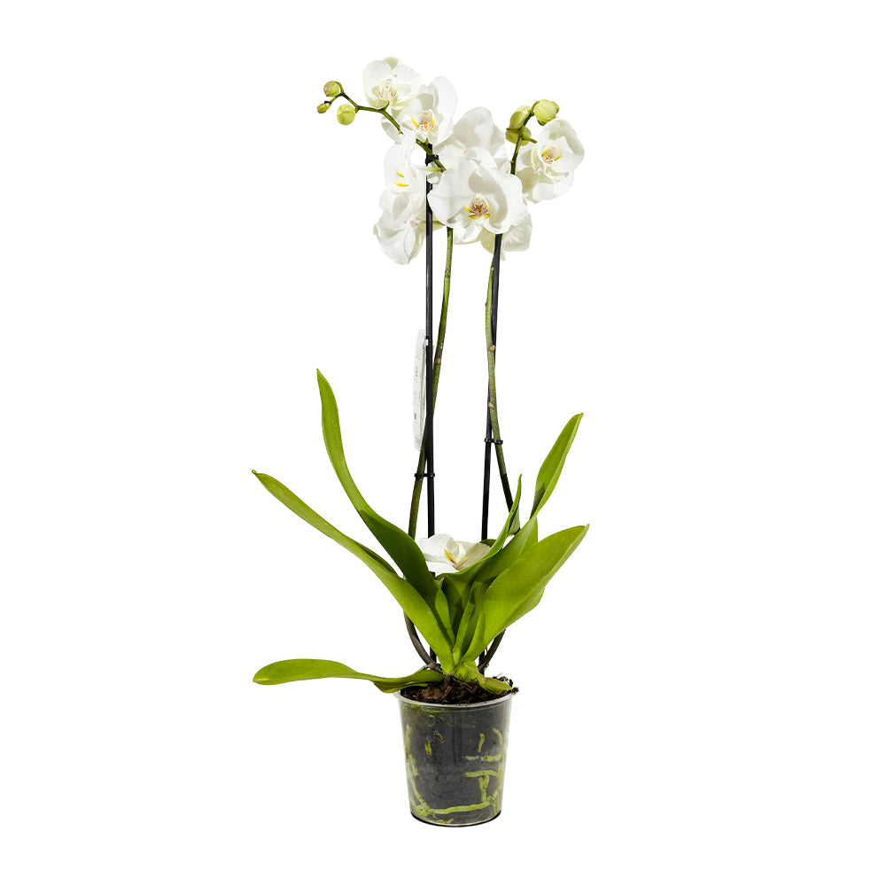 Orchid Fuchsia
