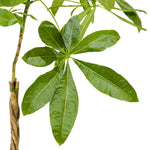 Mini braided pachira 25 cms pots -   70 cms height