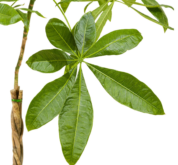 Mini braided pachira 25 cms pots -   70 cms height