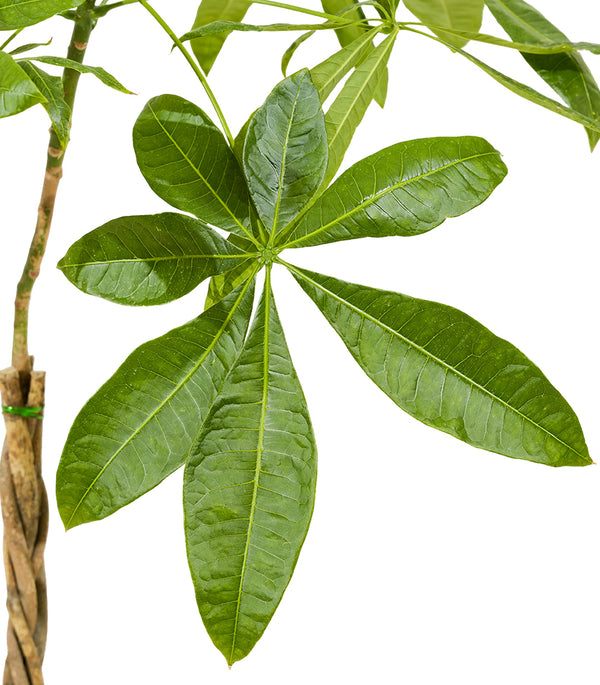 Mini braided pachira 25 cms pots -   70 cms height