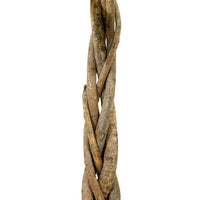 Mini braided pachira 25 cms pots -   70 cms height