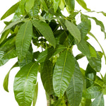 Mini braided pachira 25 cms pots -   70 cms height