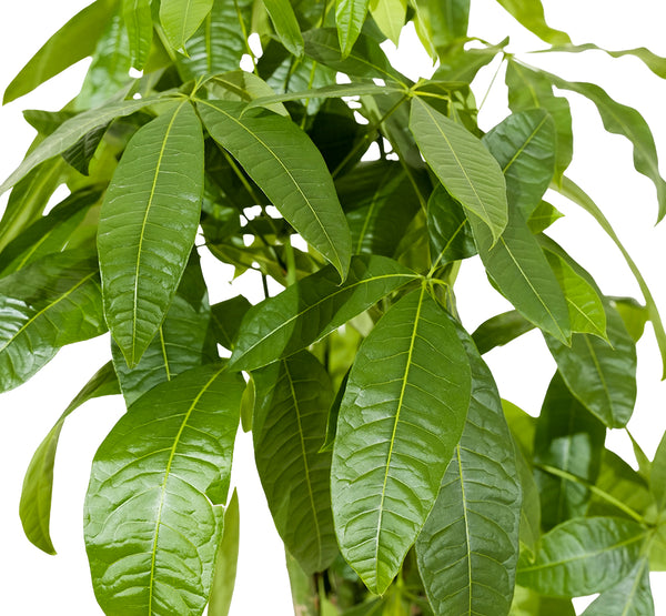 Pachira Aquatica 30 cms pots - 1 mtrs height