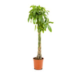 Pachira Aquatica 30 cms pots - 1 mtrs height