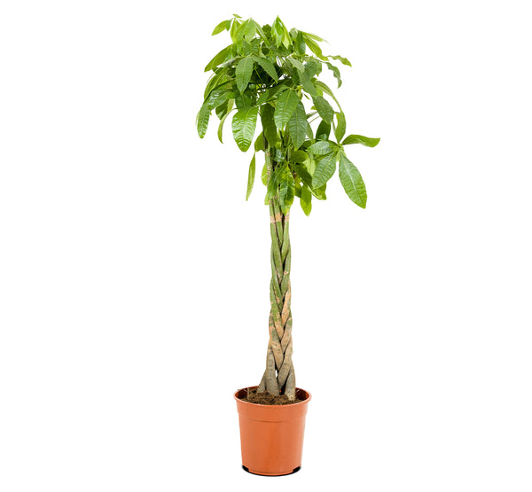 Pachira Aquatica 30 cms pots - 1 mtrs height