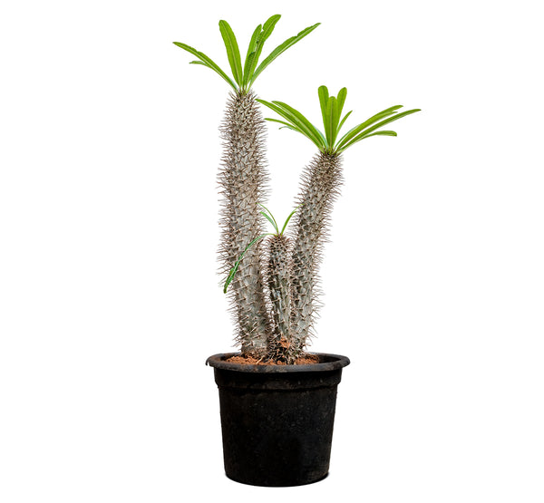 PACHYPODIUM BRANCHED H:80-100CM