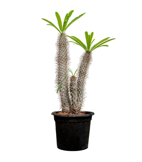 PACHYPODIUM BRANCHED H:80-100CM