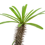 PACHYPODIUM BRANCHED H:80-100CM