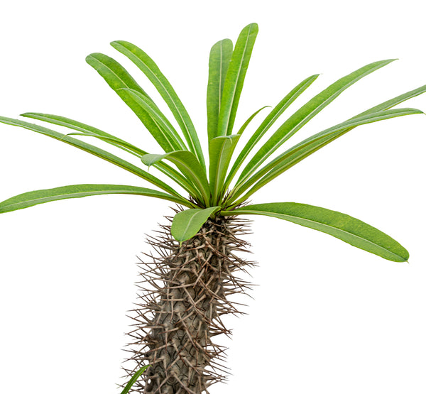 PACHYPODIUM BRANCHED H:80-100CM