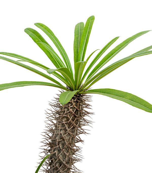 PACHYPODIUM BRANCHED H:80-100CM