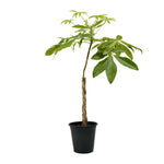 Mini braided pachira 25 cms pots -   70 cms height