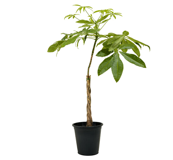 Mini braided pachira 25 cms pots -   70 cms height