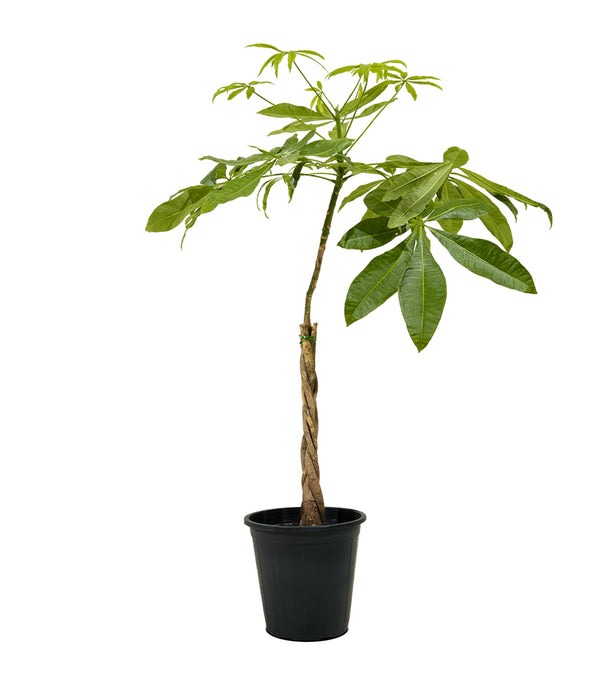 Mini braided pachira 25 cms pots -   70 cms height