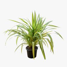 Pandanus Variegate-IM-Indoor Plant-W:0-S:40 cms-H:80 cms