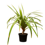 PANDANUS RED 25CM pots