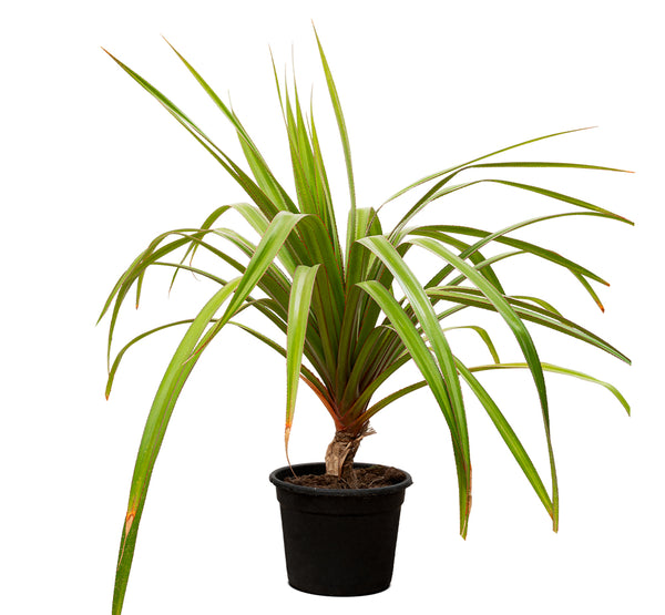 PANDANUS RED 25CM pots