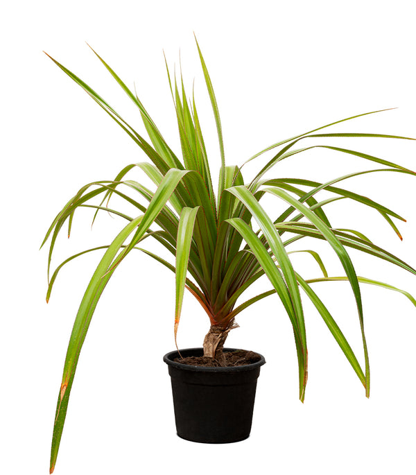 PANDANUS RED 25CM pots