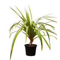 PANDANUS RED 25CM pots