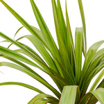 PANDANUS RED 25CM pots